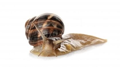 Intenkin contén mucina de caracol